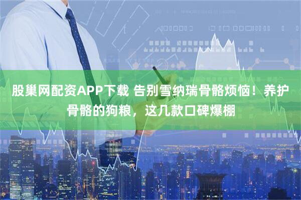 股巢网配资APP下载 告别雪纳瑞骨骼烦恼！养护骨骼的狗粮，这几款口碑爆棚